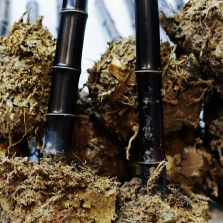 正宗耐寒竹紫竹老根种苗基地培植盆栽养护庭院墨竹苗四季常青抗寒