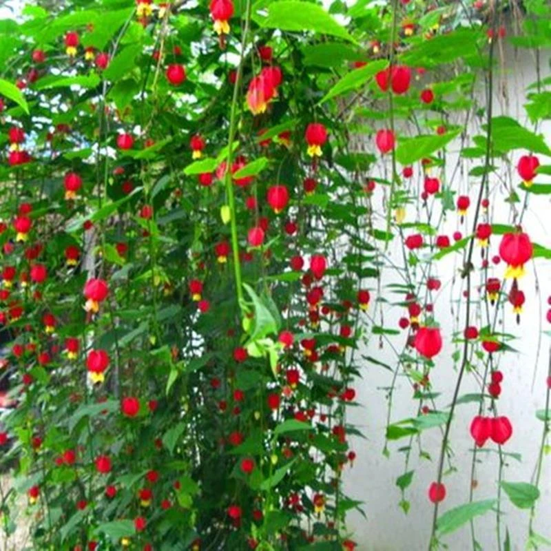 藤本爬藤植物盆栽灯笼花苗蔓性风铃花四季开花好养观花植物室内花