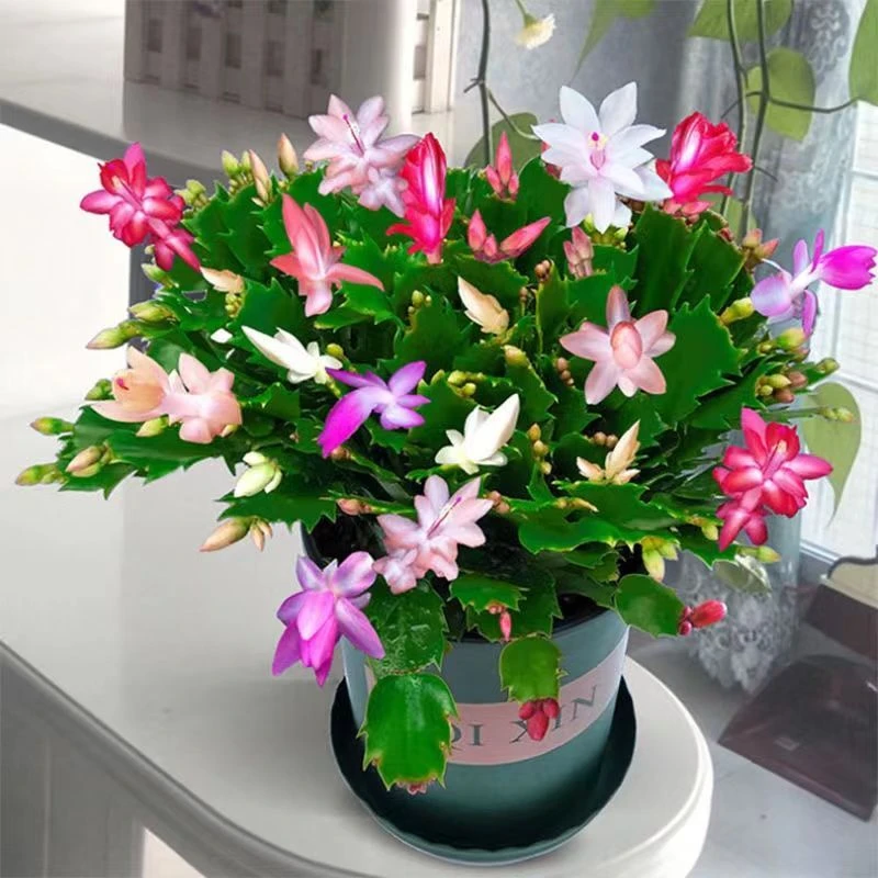 【带花苞】多色蟹爪兰四季开花带根大苗室内盆栽阳台花卉绿植耐寒