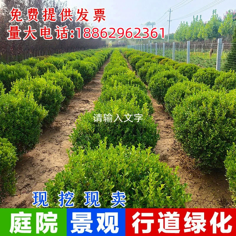 绿篱绿化小苗庭院园艺植物小叶黄杨球围常青耐寒冬青金边瓜子黄杨