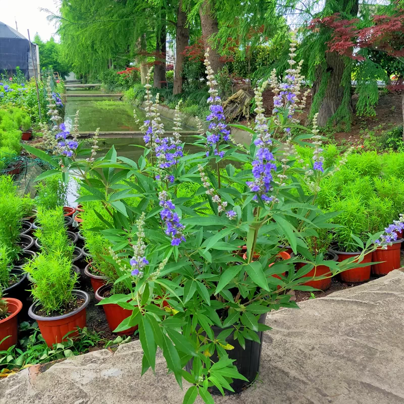 穗花牡荆盆栽成品大花苗阳台庭院花镜植物多年生灌木宿根观花植物