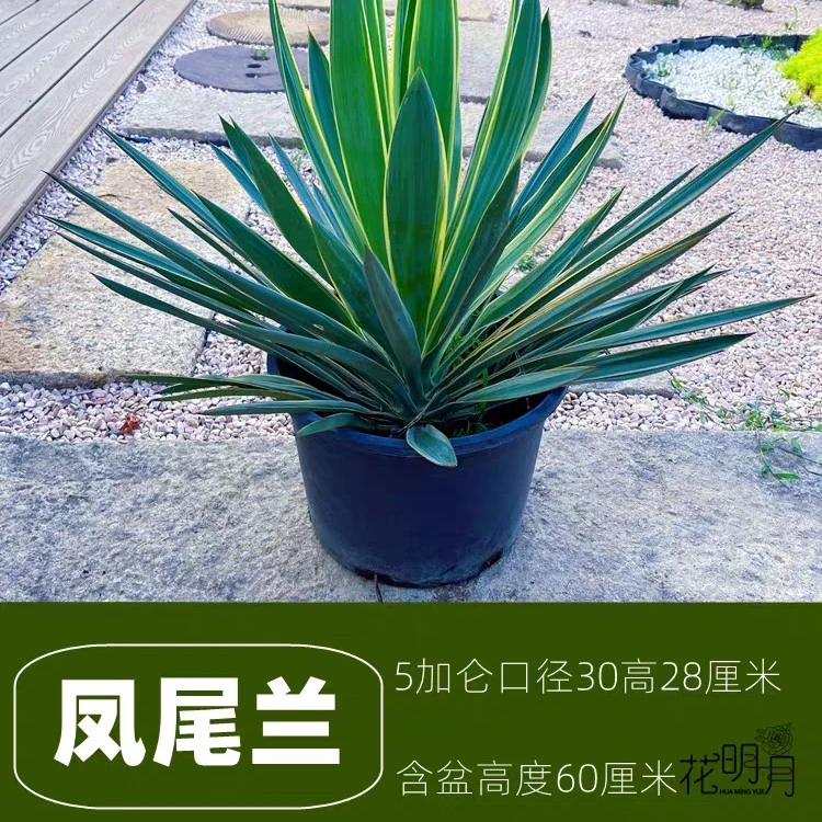金边凤尾兰盆栽龙舌兰剑麻庭院阳台耐寒花卉四季常绿耐寒花镜植物