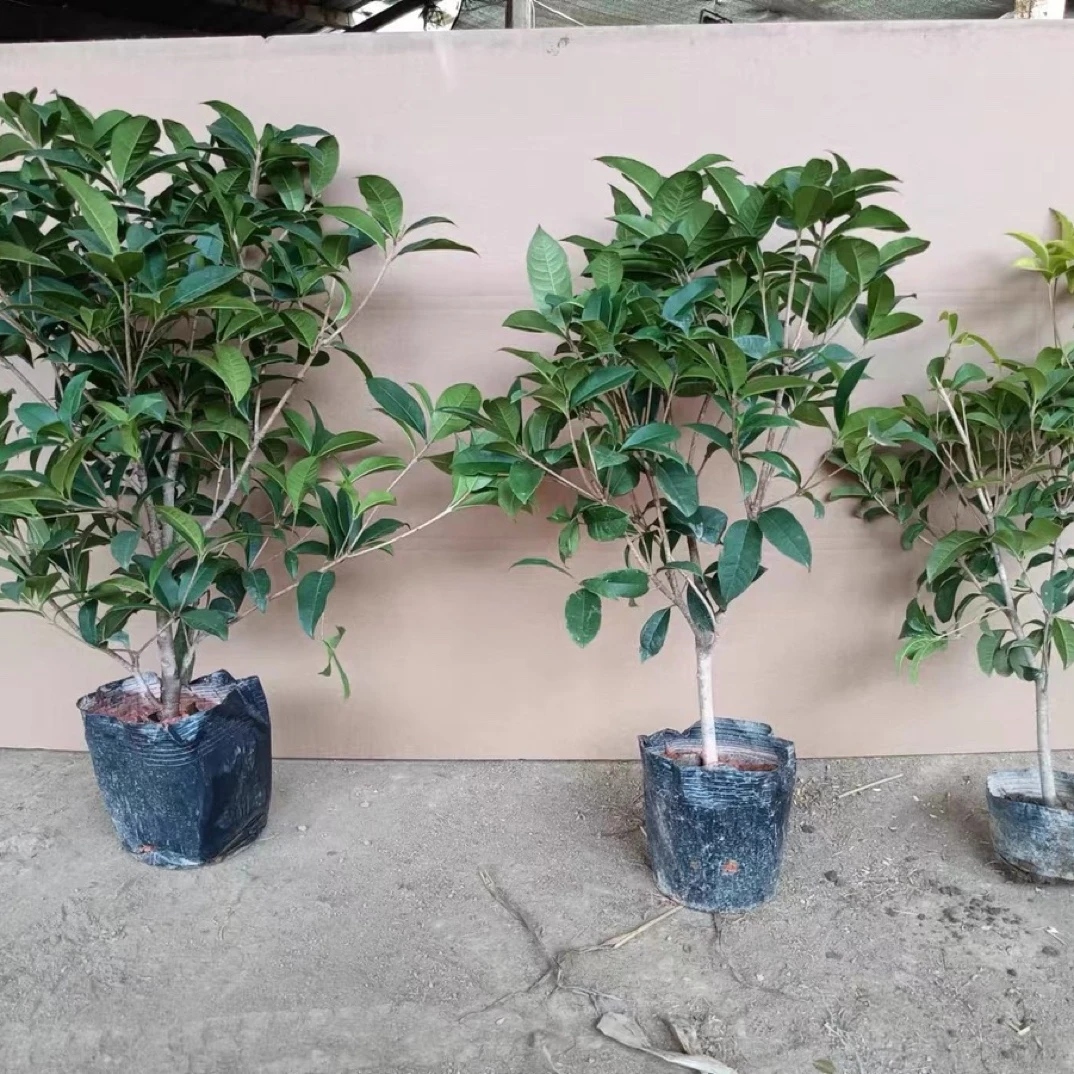 桂花树苗金桂丹四季桂大型花卉八月庭院原生高杆树形地栽花坛植物