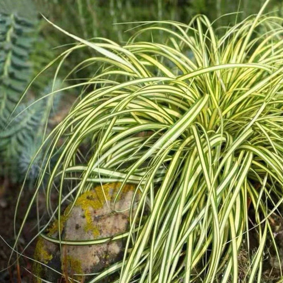 花境植物金叶苔草盆栽庭院室外植物多年生耐寒耐热金丝苔草四季