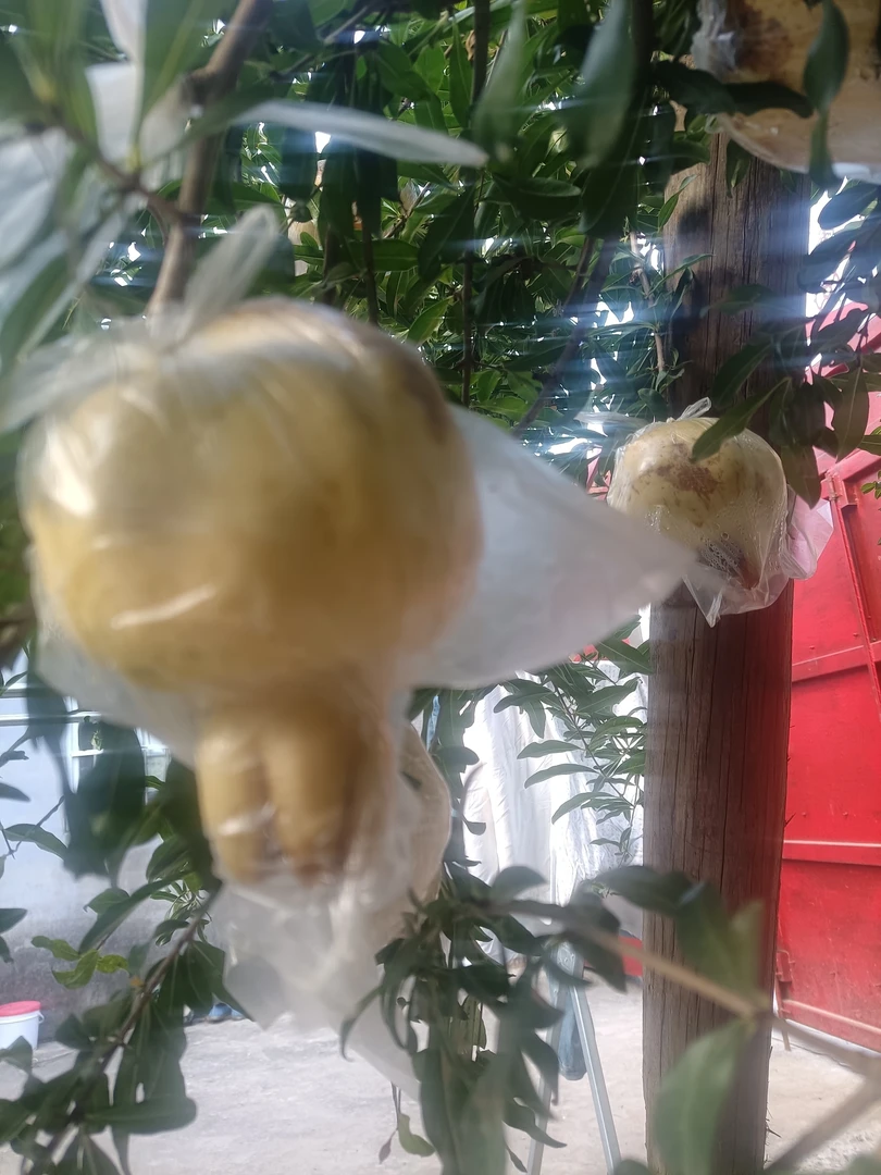 怀远特产白花玉石籽石榴特大果十斤装净重九斤