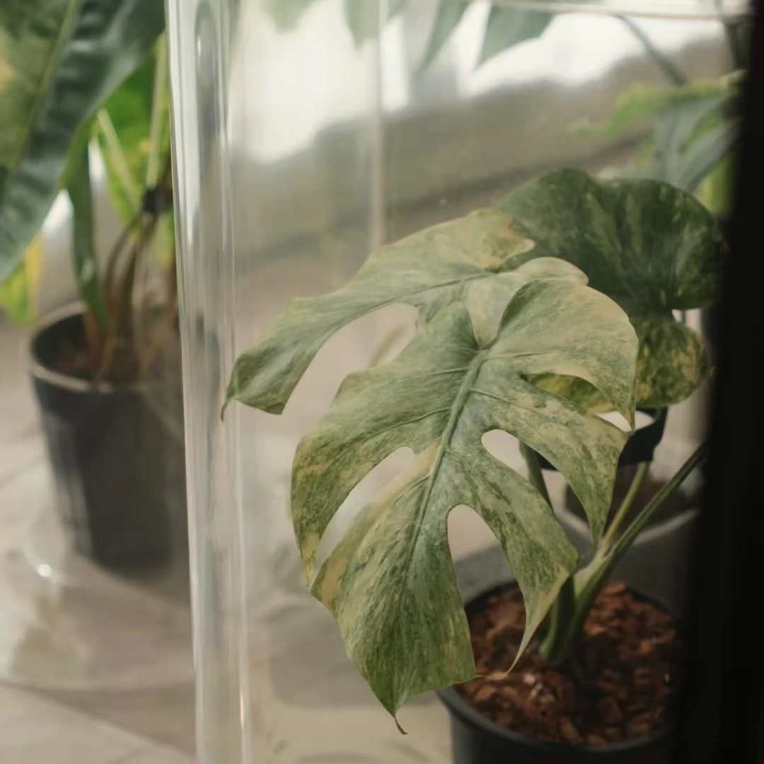 泰国同款热植龟背闷养桶