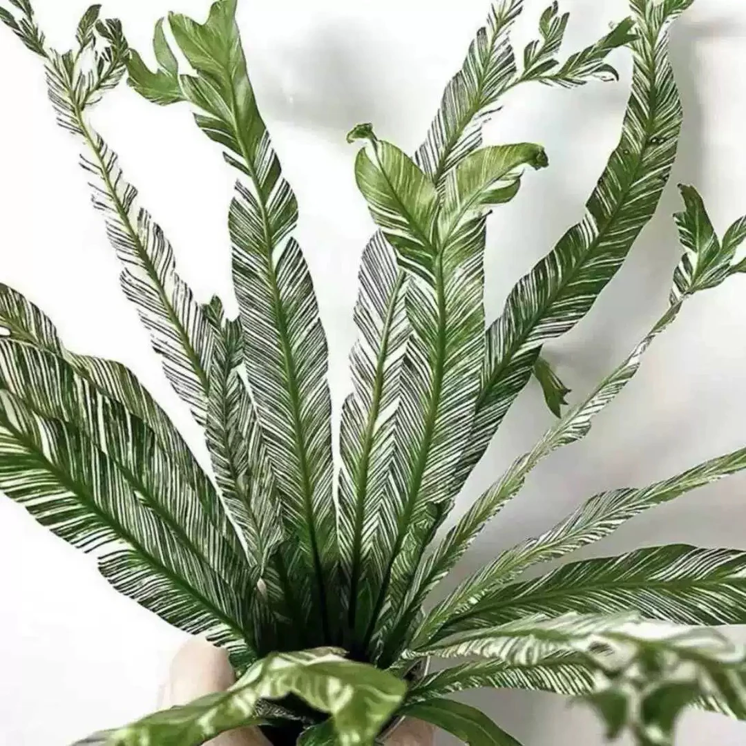 白锦鸟巢蕨花叶鸟巢锦化热植颜值高皮实好养室内网红盆栽