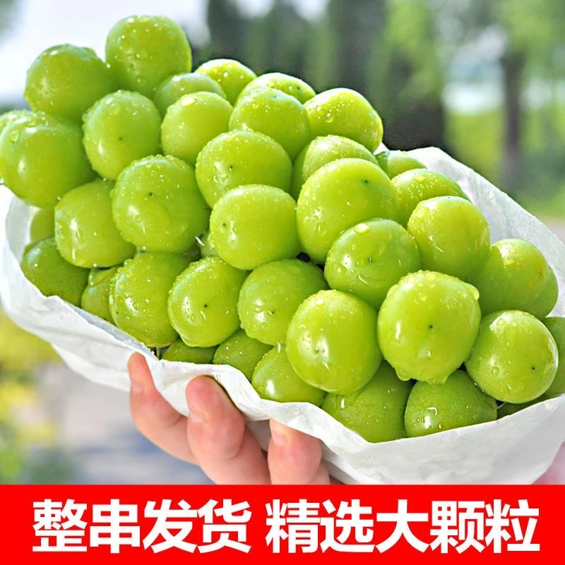 【现摘现发】新鲜阳光玫瑰葡萄现摘买三斤送两斤带箱4-4.5斤包邮-1