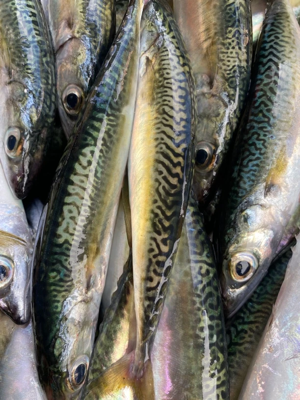 野生花仙鱼，做法简单