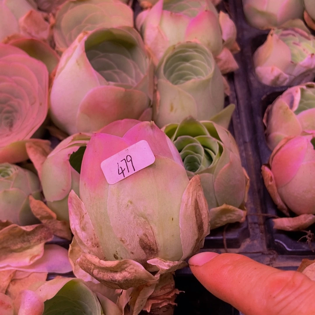 绛帕479多肉植物