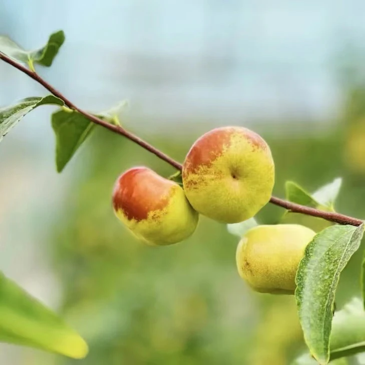 云南高原蜜丝蟠枣新鲜蟠枣脆甜多汁爽口水果3斤