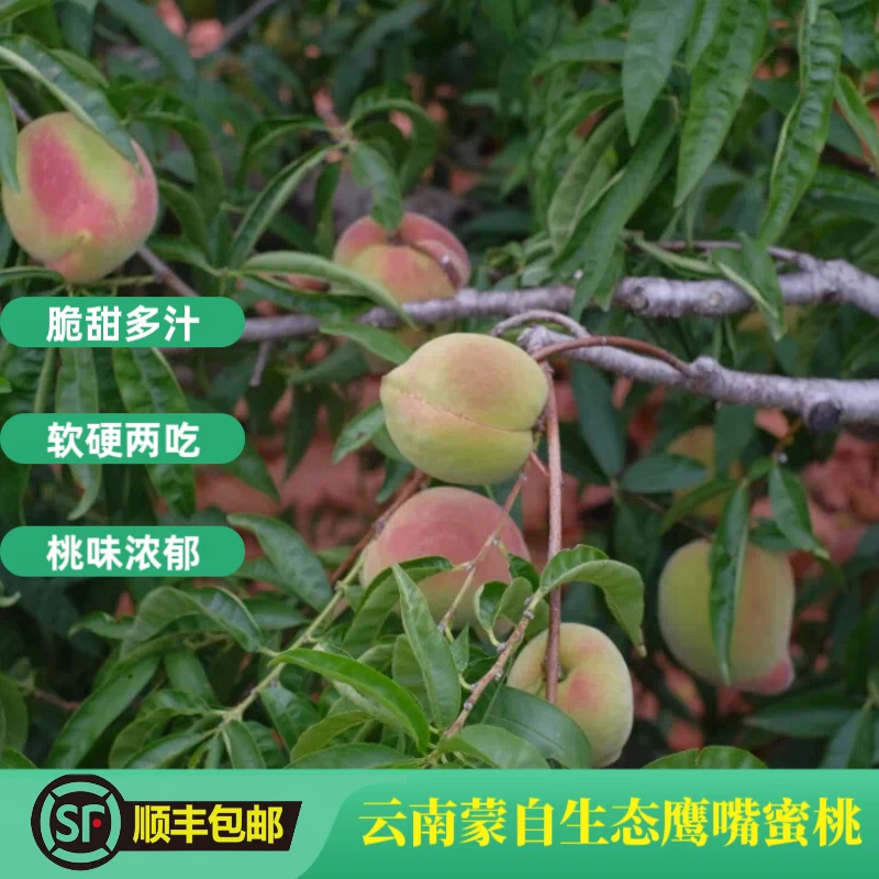 【顺丰包邮】云南高山新鲜生态鹰嘴桃脆甜可口5斤