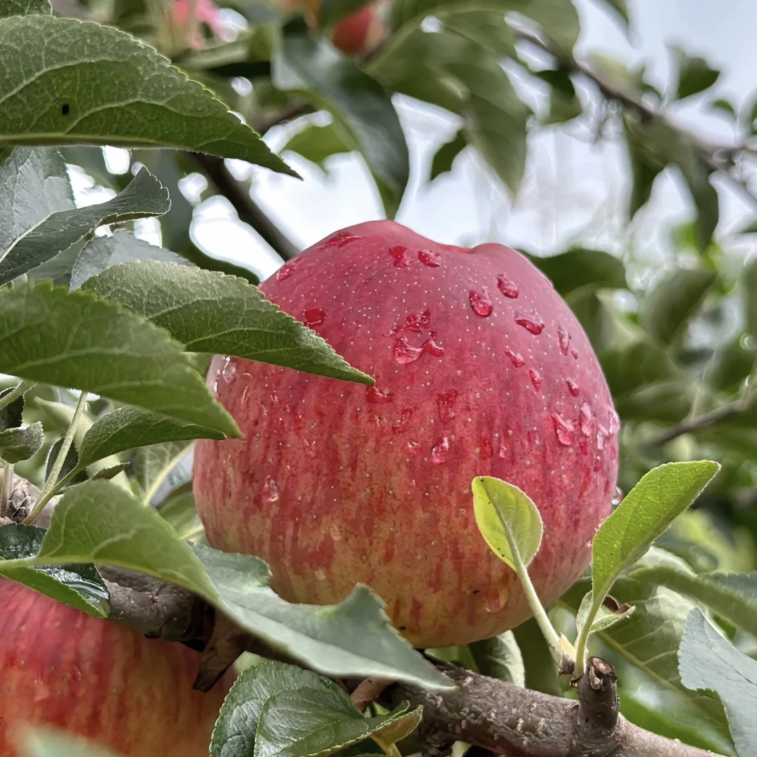 云南昭通丑苹果3斤/5斤/9斤果肉脆鲜甜不涩