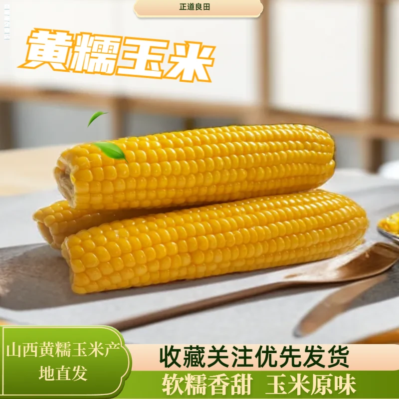 山西黄糯新鲜玉米棒速食真空包装天然苞米代餐蒸煮10穗装甜糯香甜