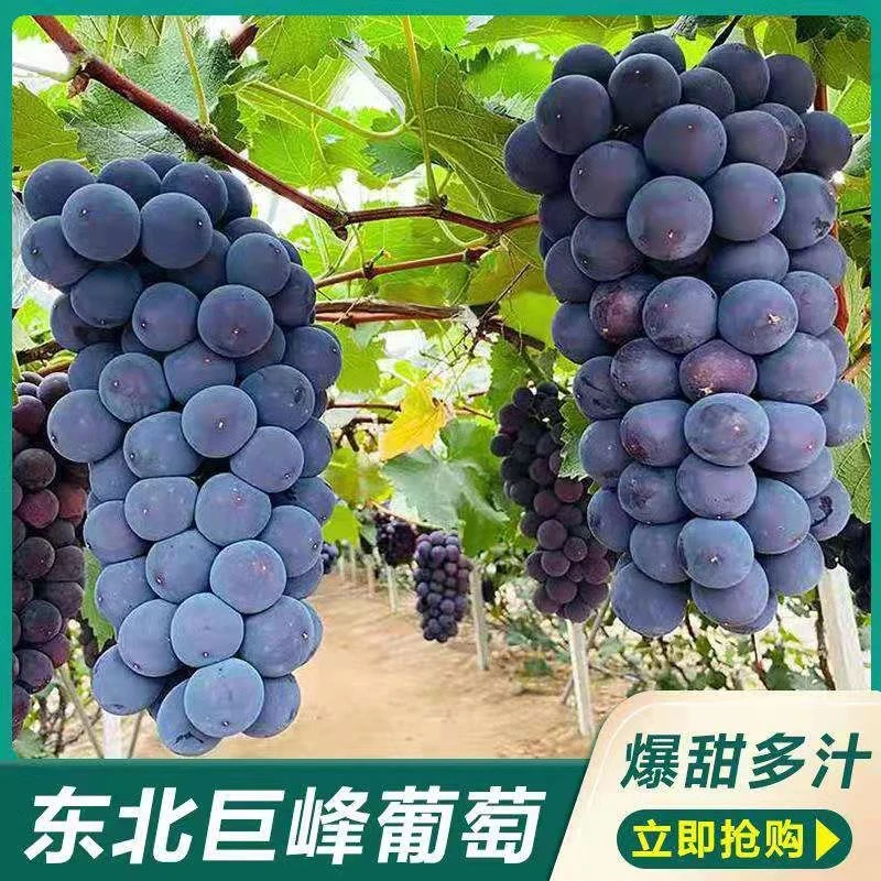 东北巨峰葡萄颗粒包装