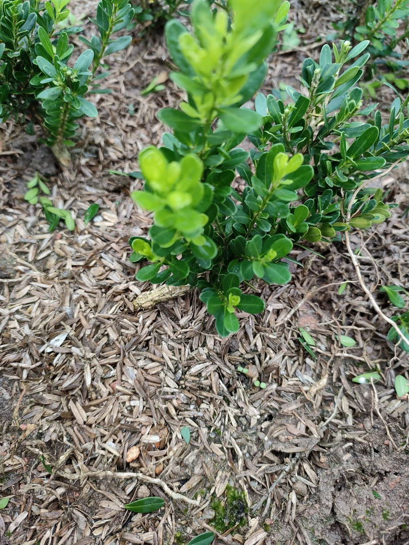 福建汀江品种黄杨芽变品种绿宝石黄杨