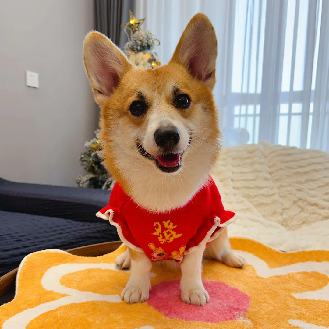 貂绒新年衣服过年喜庆泡泡袖毛衣比熊雪纳瑞约克夏德文春节新年装