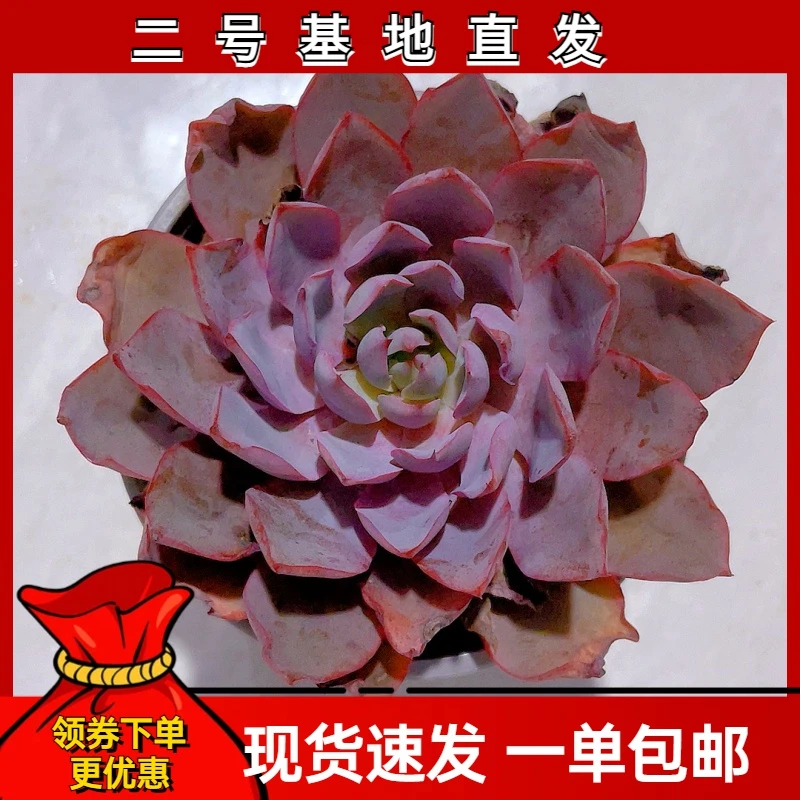 【老桩赫拉  满9.9包邮】 星花怒放 多肉植物栽种养护叶片