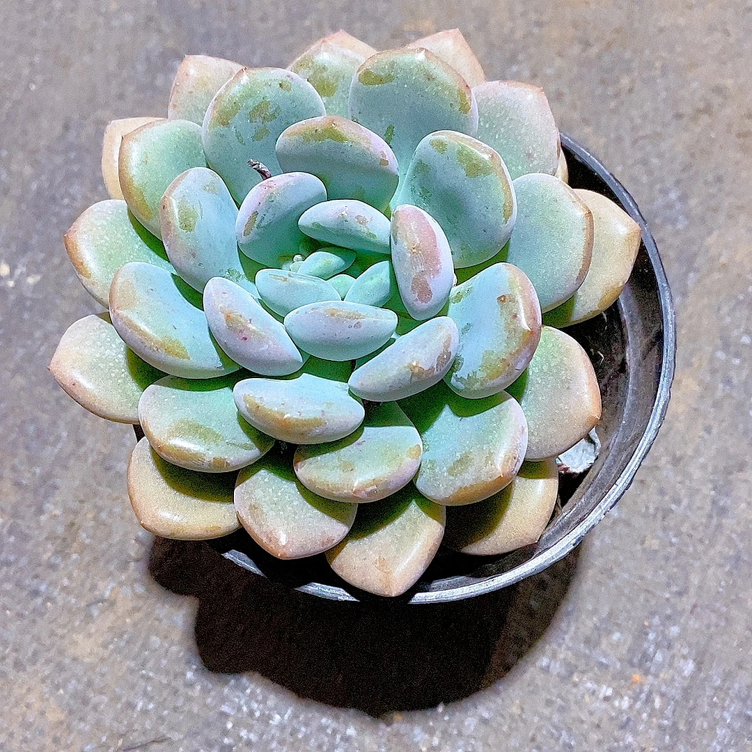 【精控白鹭 满9.9包邮】星花怒放阳台露台办公室绿植栽种养护叶片