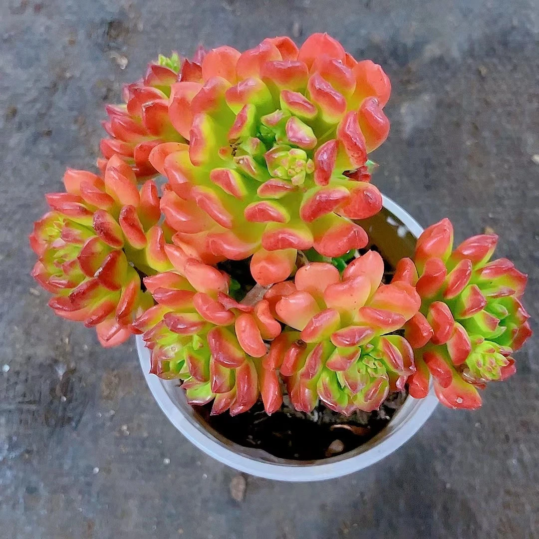 【小灯笼满9.9包邮】星花怒放阳台露台办公室绿植植物栽种养护叶片