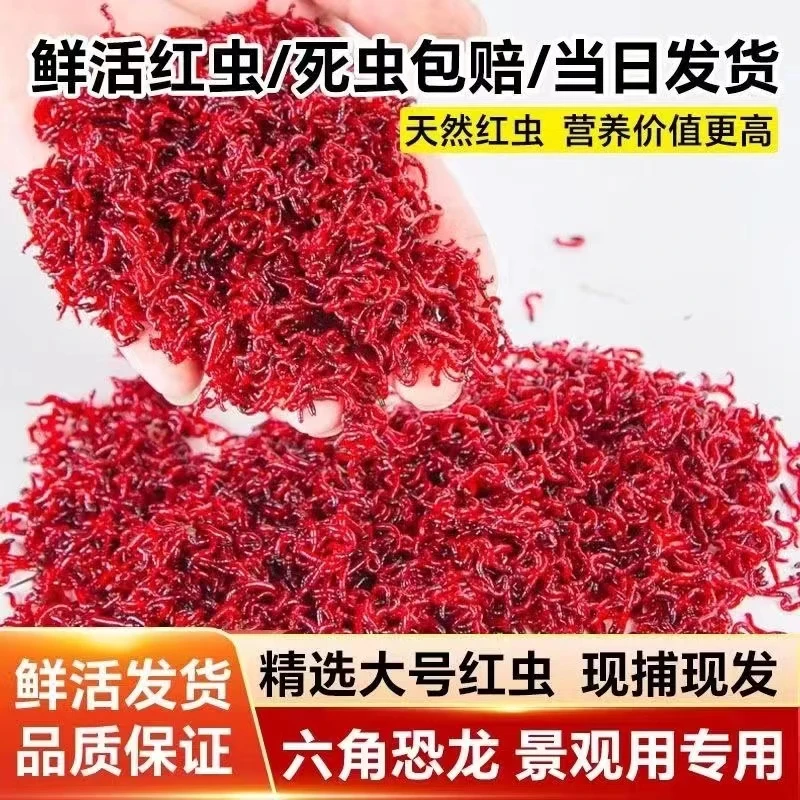 优质红虫活饵公虫单钩穿刺拉饵 喂鱼 野钓 黑坑 鲫鱼鲤鱼专用饵料