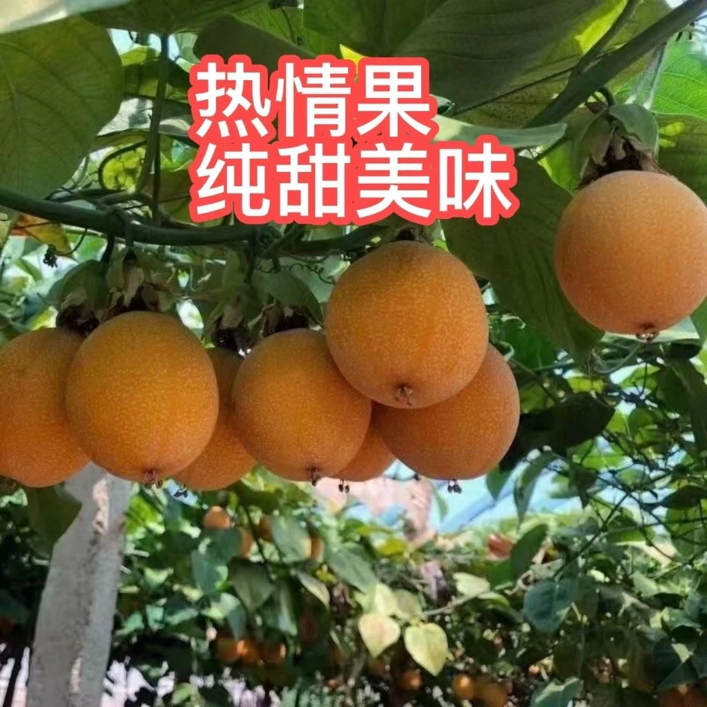 新品种热情百香果果苗纯甜不酸南方果树苗庭院阳台盆栽地栽爬藤植
