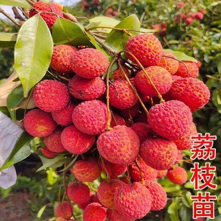 新品种无核荔枝苗带土带叶嫁接桂味盆栽地栽仙进奉早熟南方果树苗