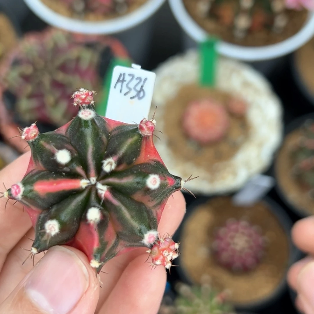 泰系侧芽豪臀米哈锦A336