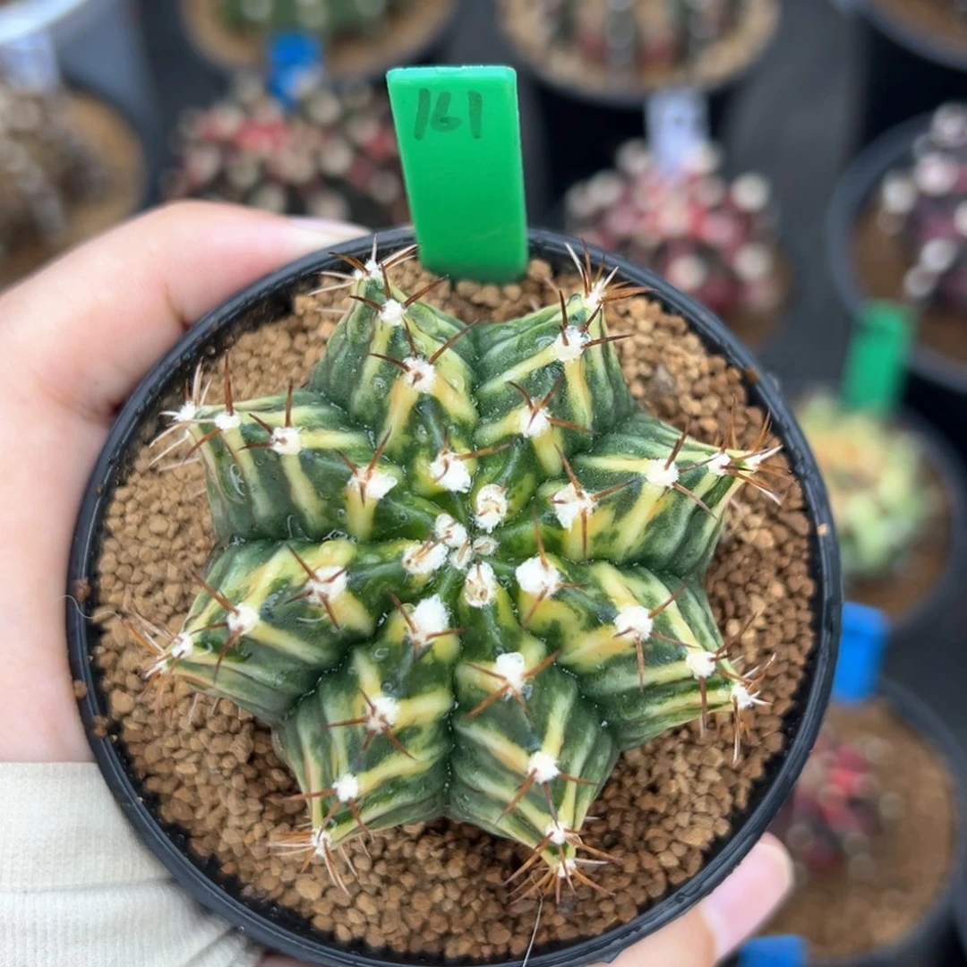 泰系实生虎斑米哈锦161