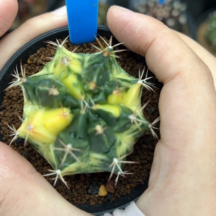 泰系侧芽白锦米哈锦140