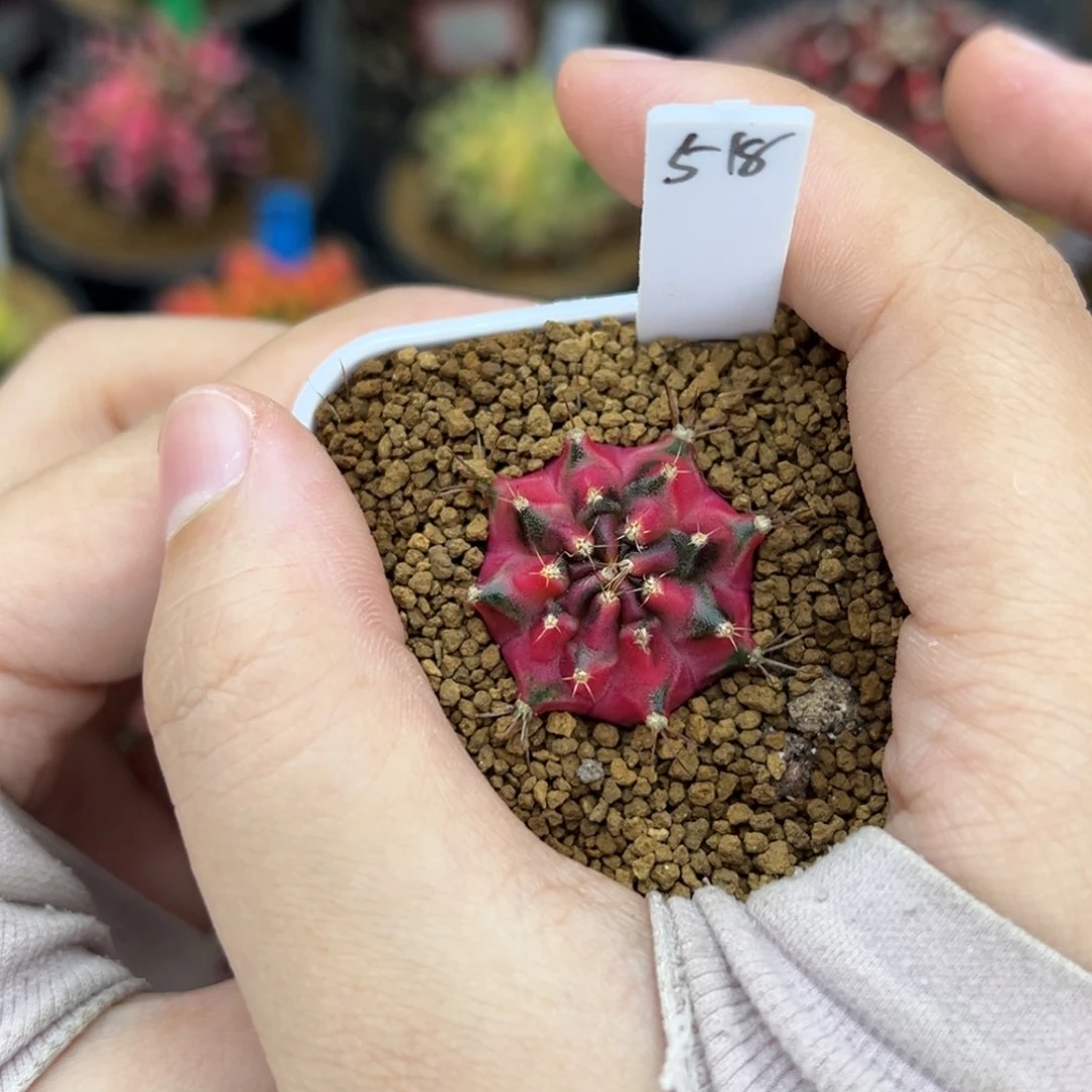 建****梯泰系实生米哈锦 518