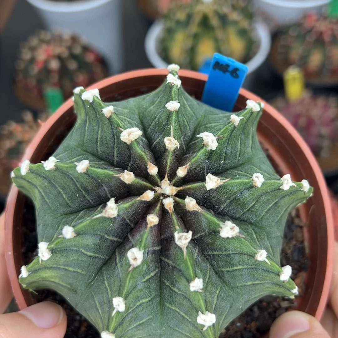 实生高绒肋骨。146