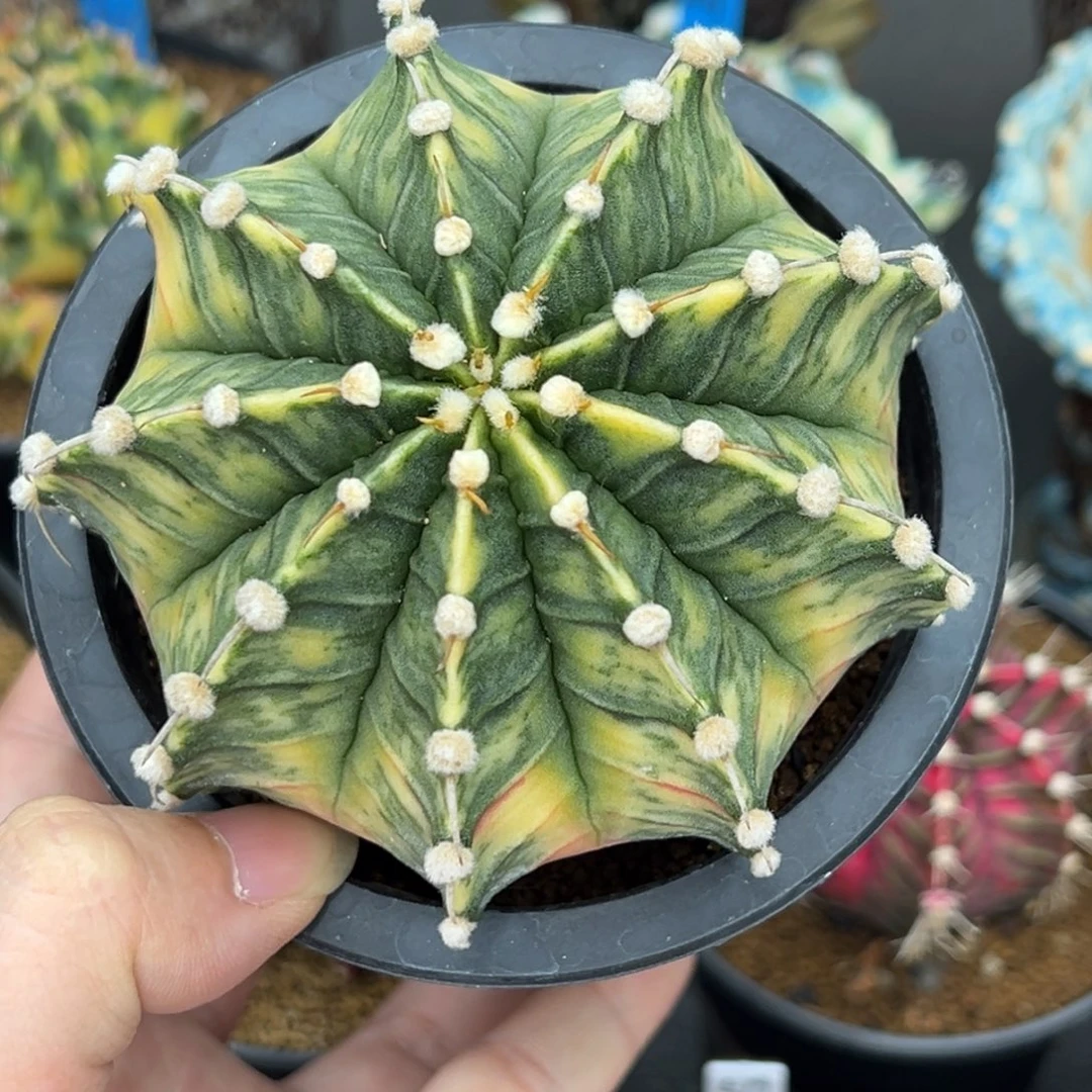 66实生大肋骨锦，福利