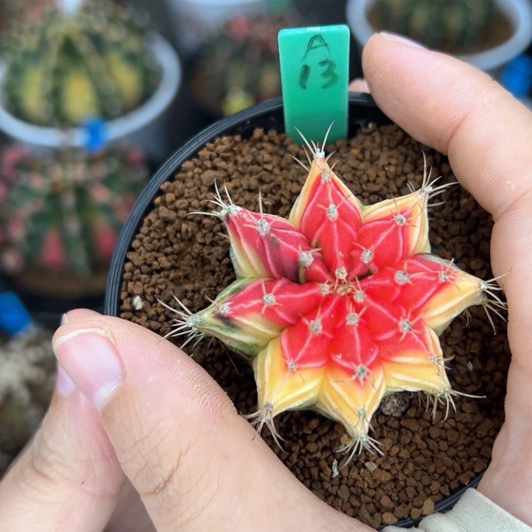 泰系实生日落米哈锦A13