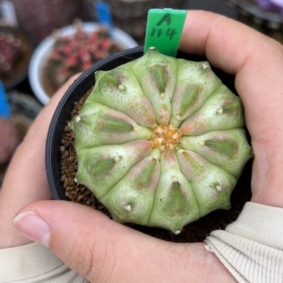 泰系实生轮回。A114