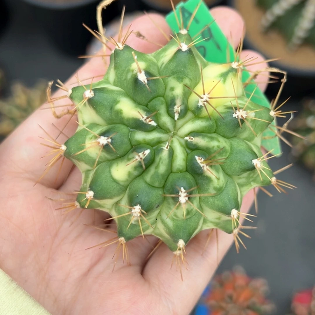 泰系侧芽月亮皇冠裸根发A69