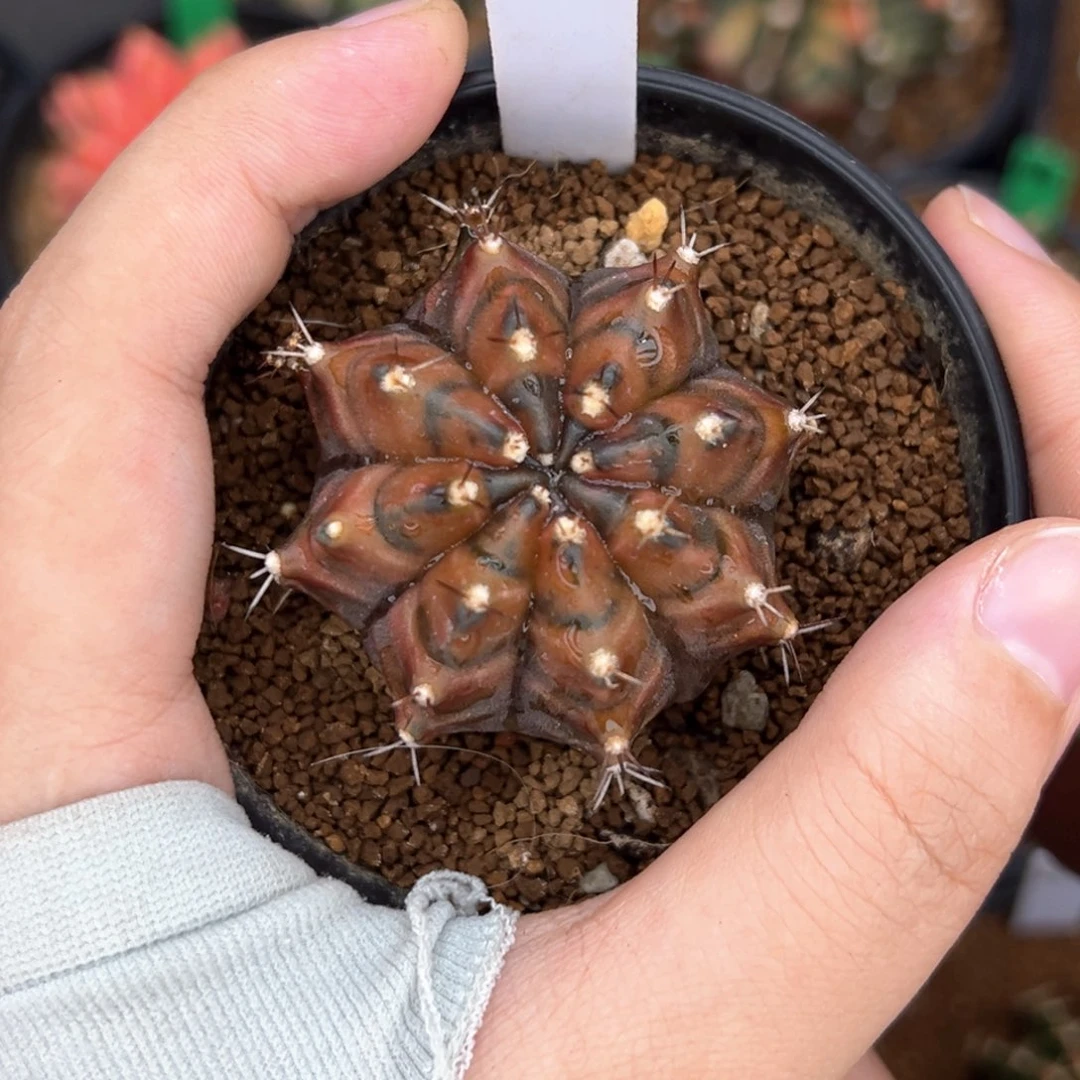 泰系实生乌贼B带盆发货A235