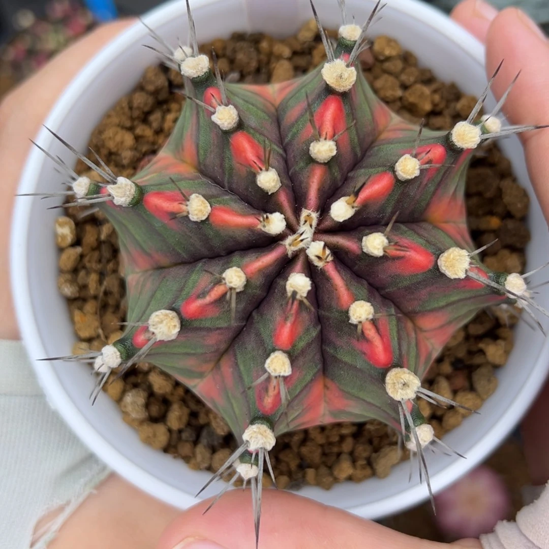 泰系实生高绒米哈锦 5