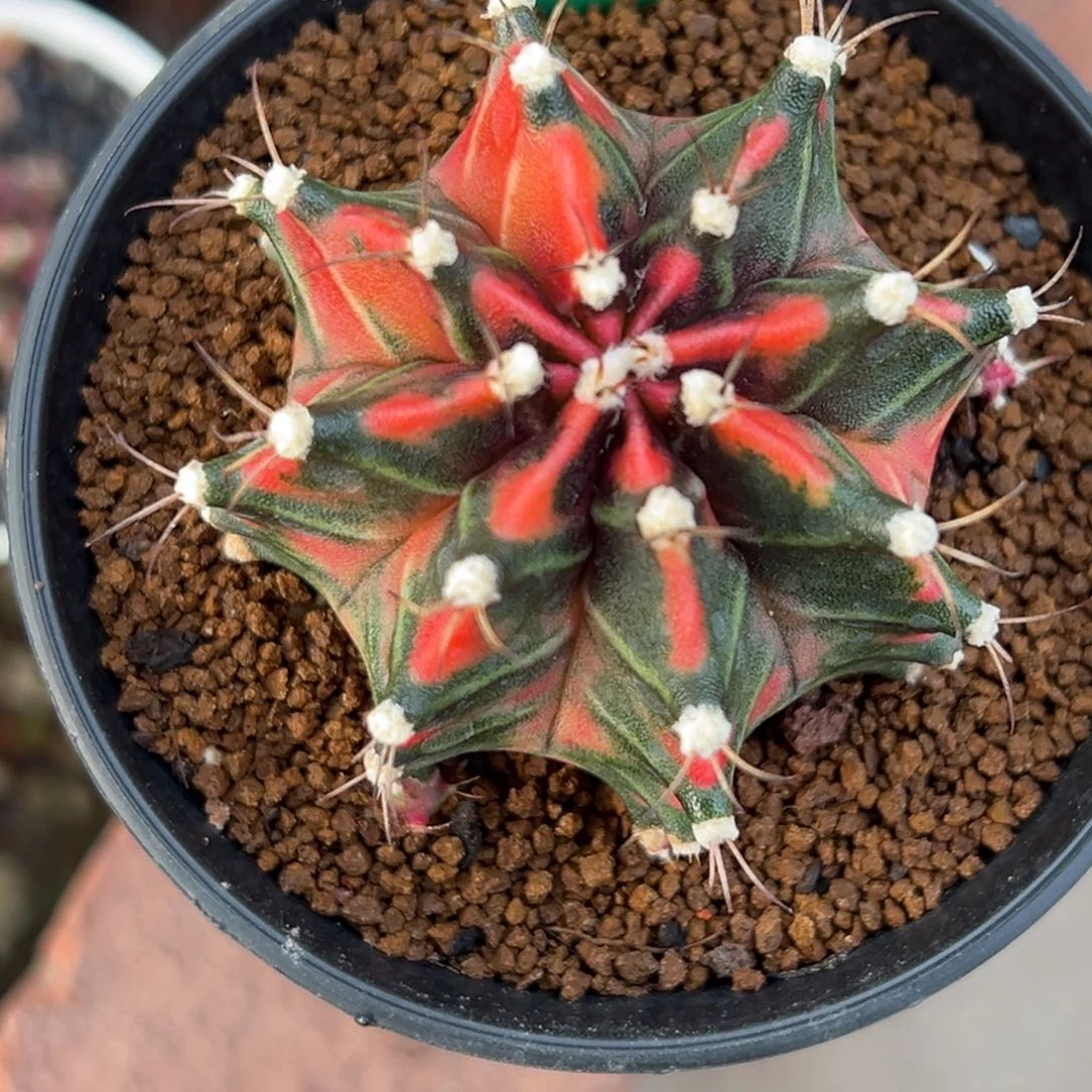 125泰系侧芽，底下水裂痕