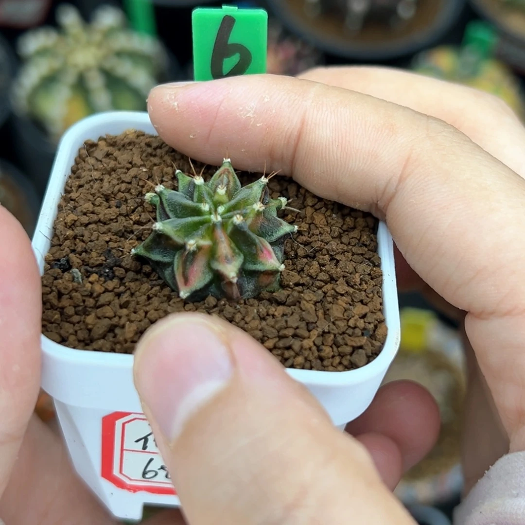 泰系侧芽米哈锦6。