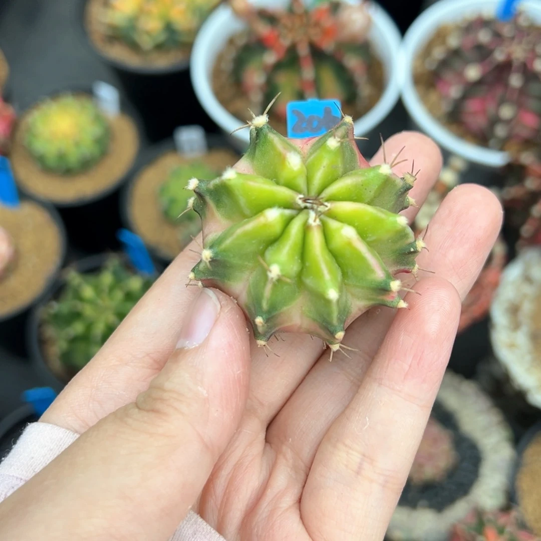 财**了泰系侧芽豪臀米哈锦206