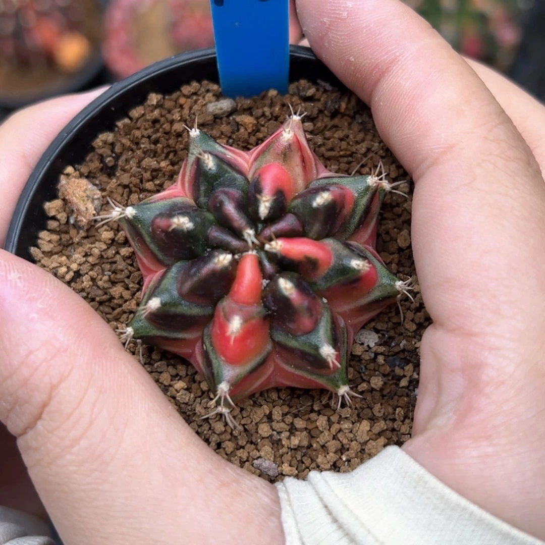 泰系侧芽米哈锦 108