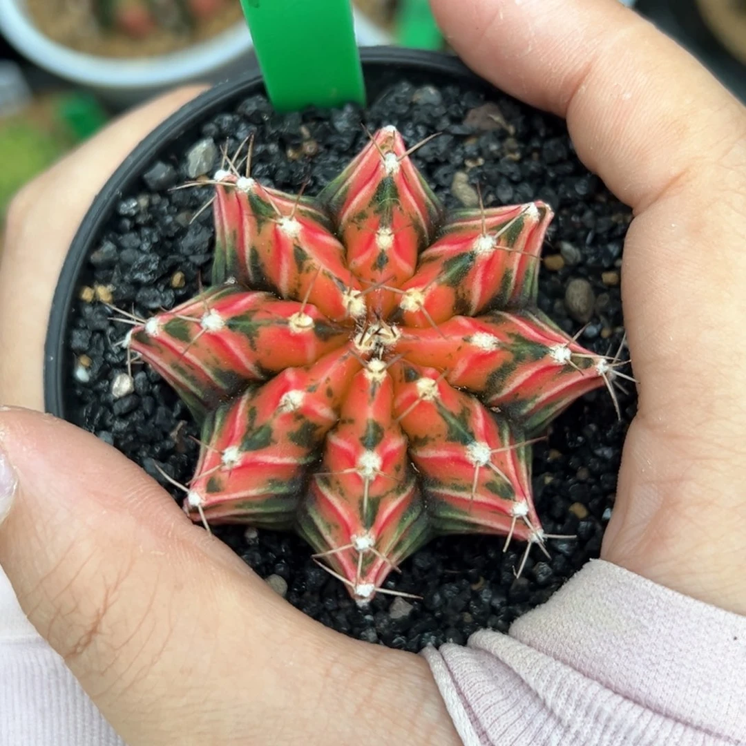 泰系实生红虎斑米哈锦182