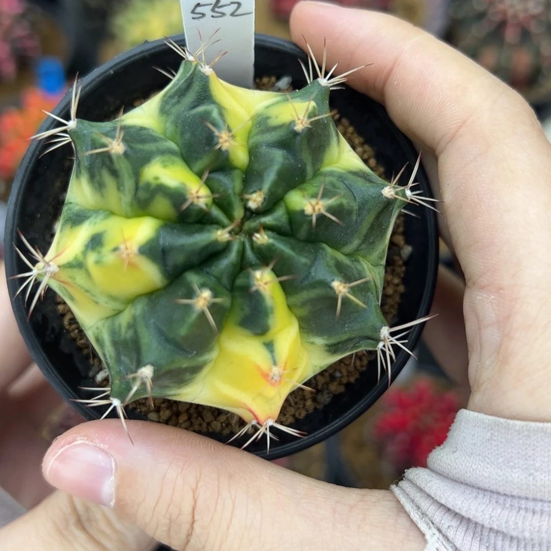 用****9泰系侧芽白锦米哈锦552