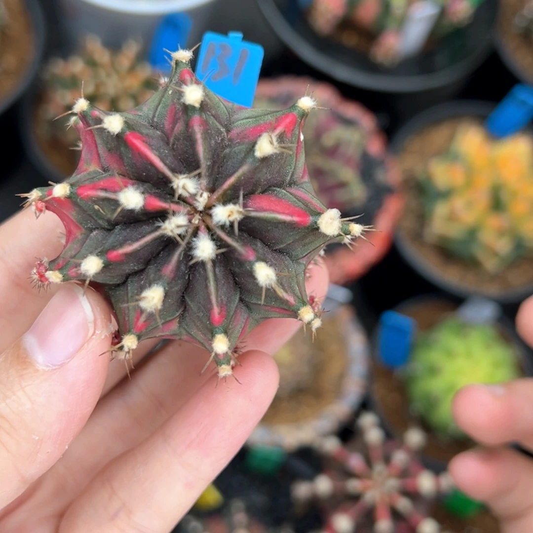 泰系侧芽米哈锦131