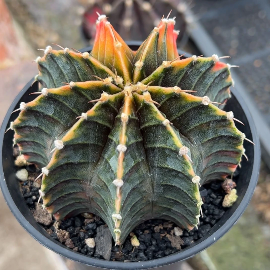 实生肋骨锦，不周正，特