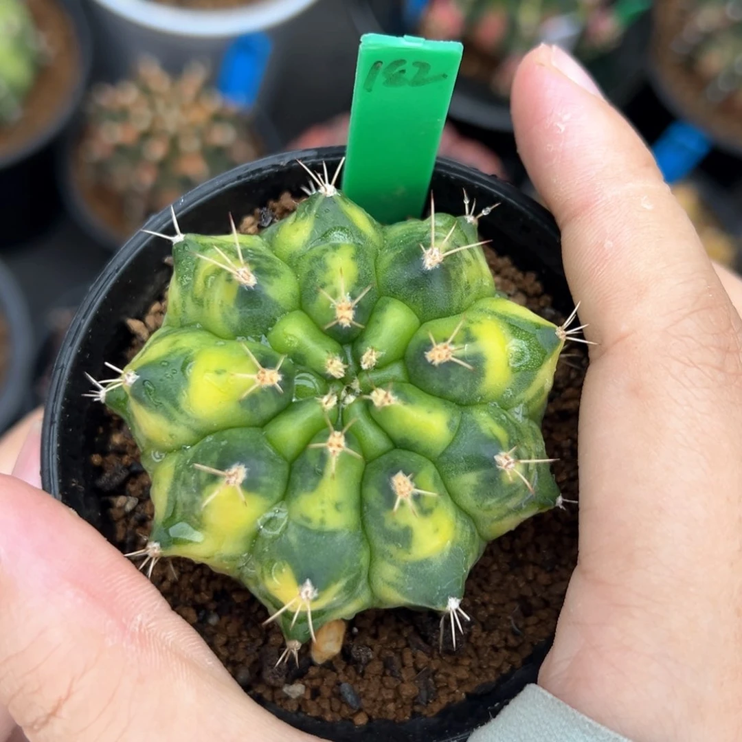泰系侧芽琥珀带盆发182