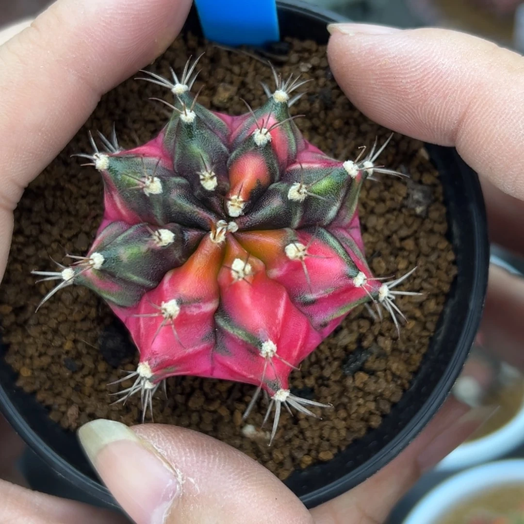 150泰系侧芽，带盆土发货