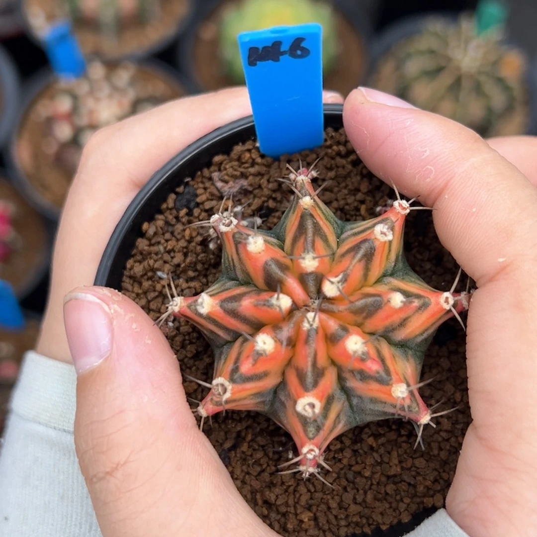 泰系侧芽虎斑米哈锦146