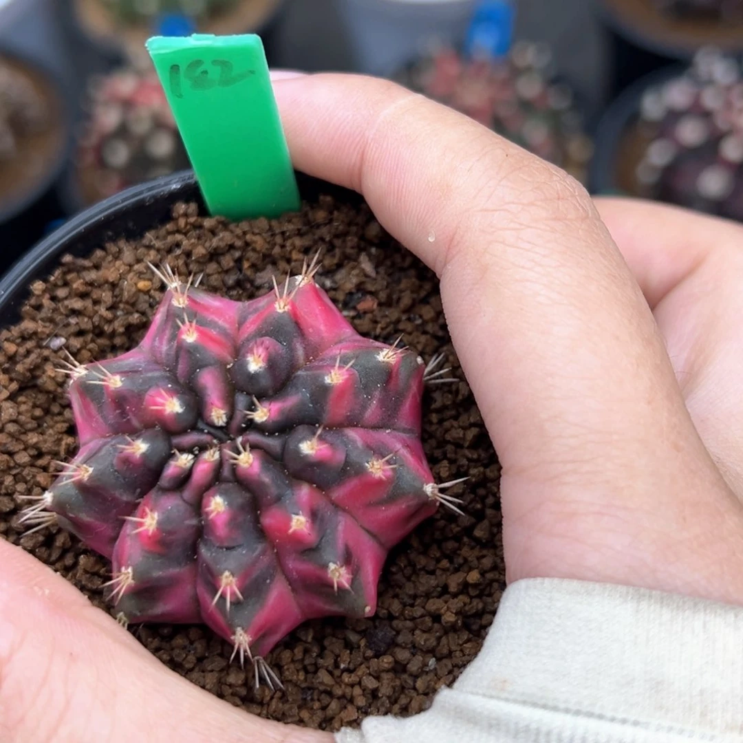 泰系侧芽米哈锦 182